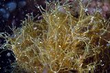 4 - Dettaglio delle fronde filiformi (Foto S. Guerrieri)